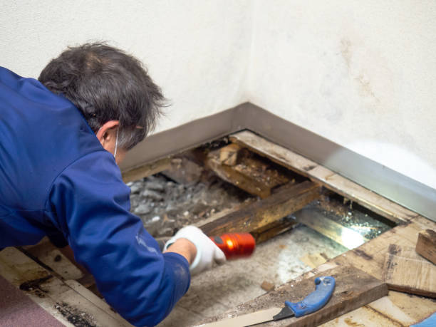 Best Commercial Mold Removal  in Nellis Af, NV