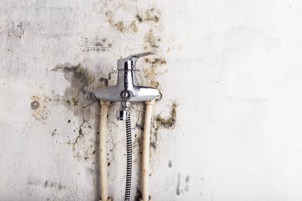 Best Commercial Mold Removal  in Nellis Af, NV