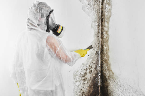 Best Mold Cleaning Services  in Nellis Af, NV