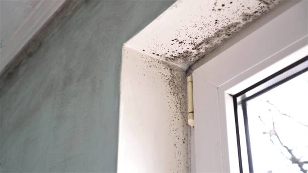 Best Water Damage Restoration  in Nellis Af, NV