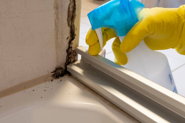 Best Mold Removal Company Near Me  in Nellis Af, NV