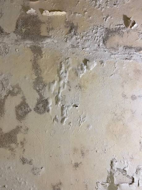 Best Local Mold Removal Service  in Nellis Af, NV