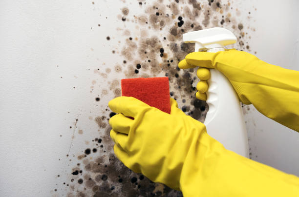 Best Mold Remediation  in Nellis Af, NV