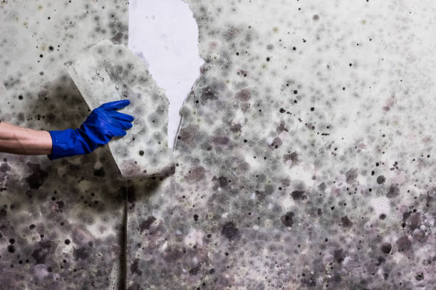 Best Mold Removal Company Near Me  in Nellis Af, NV
