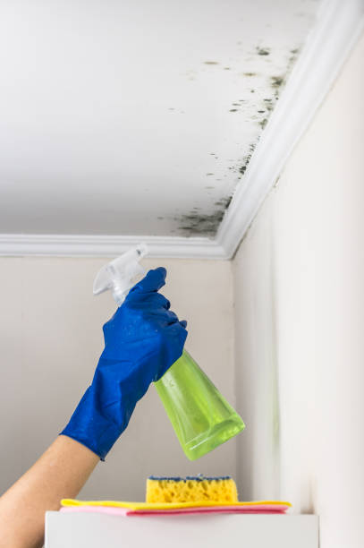 Best Affordable Mold Removal  in Nellis Af, NV