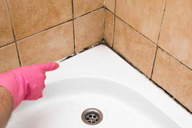 Trusted Nellis Af, NV Mold Removal Experts